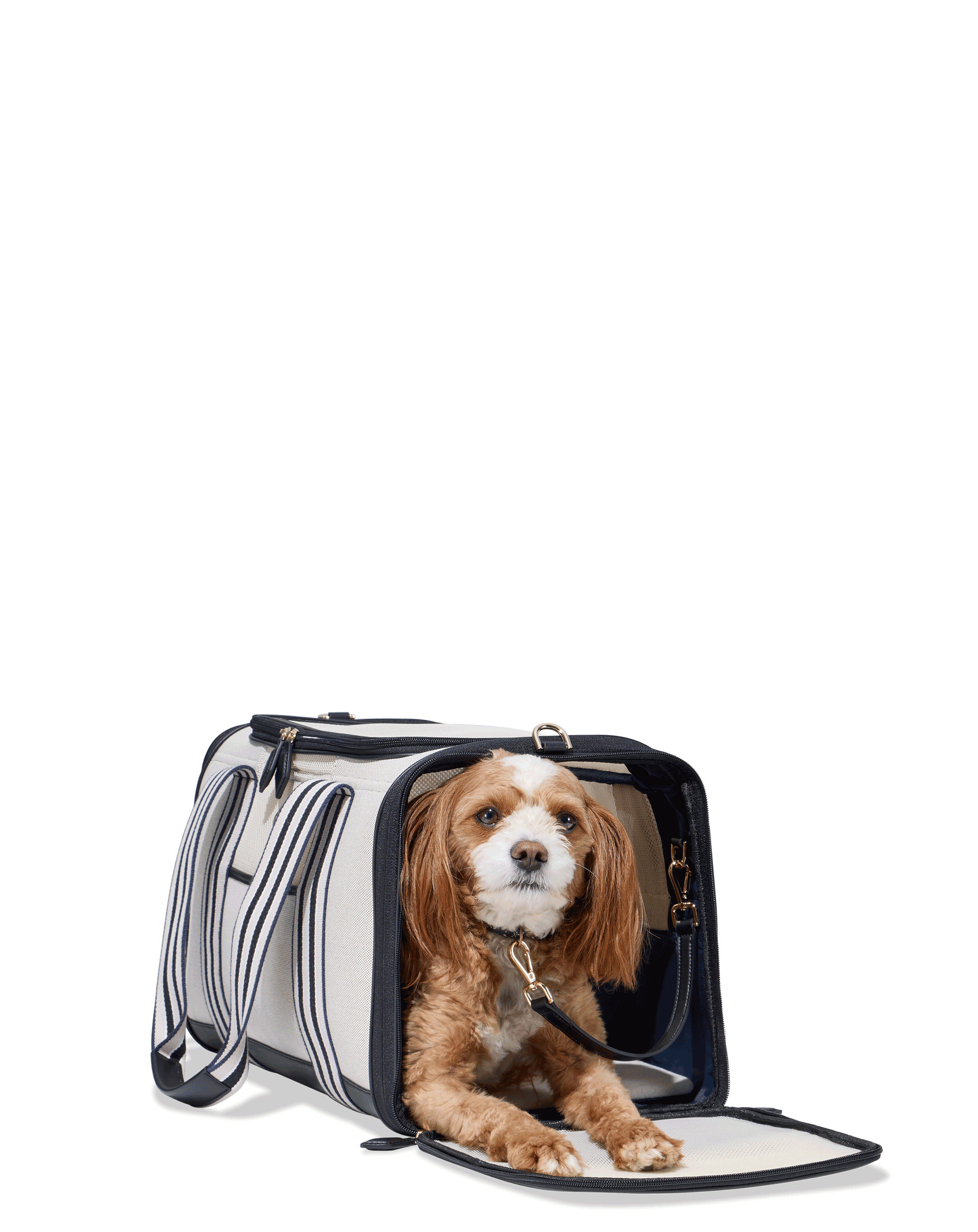 Away Pet Carrier Review: Best Dog Carrier for the Airplane